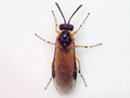 Athalia liberta